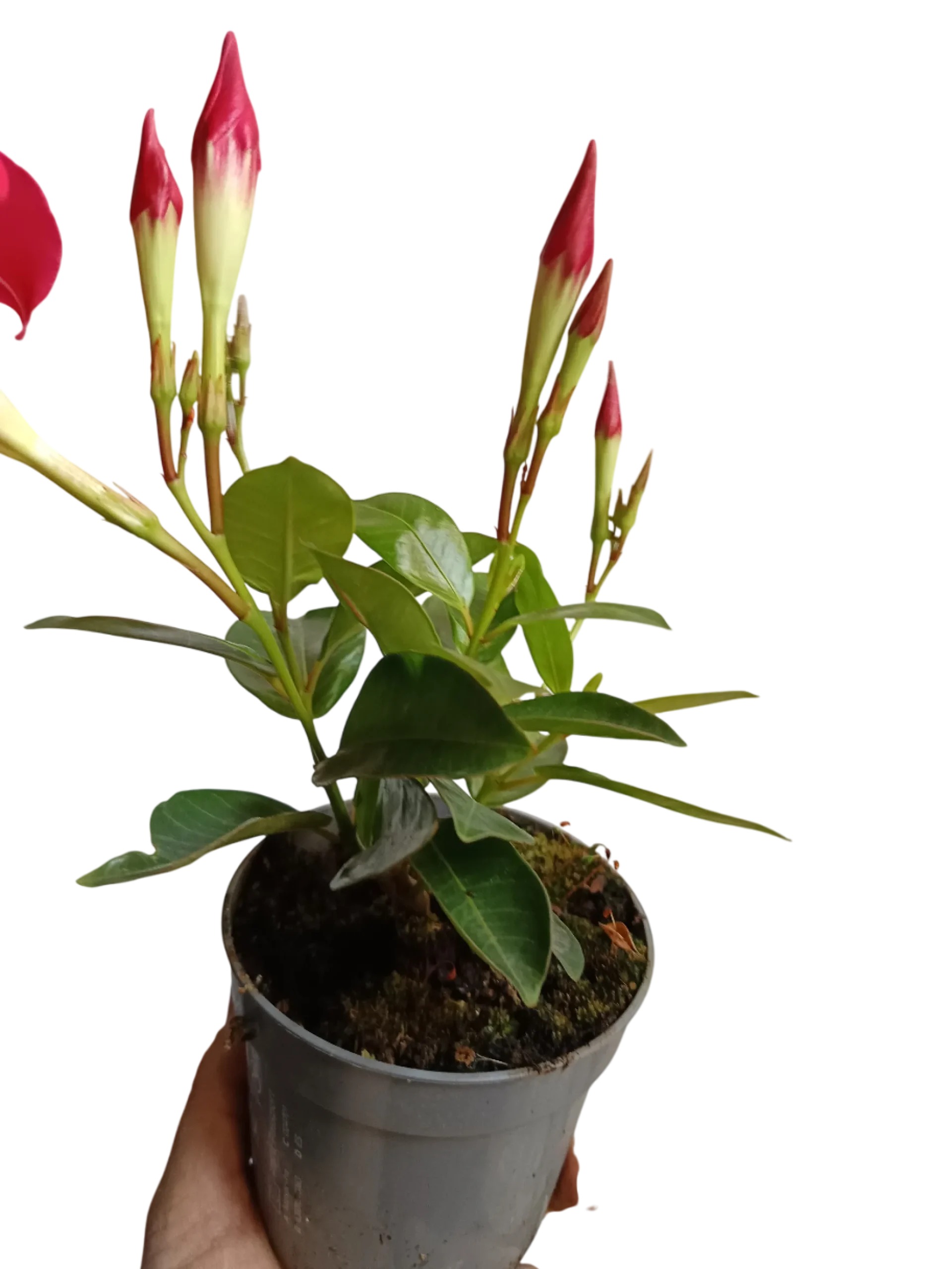 Dipladenia Arbustiva Trepadora Roja Planta De Sol