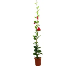 Dipladenia Cosmos Roja M20 170-180cm (mandevilla)