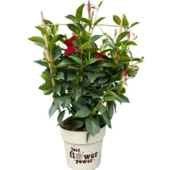 Dipladenia Espaldera O Piramidal Planta Con Flor De Exterior Maceta De 17cm