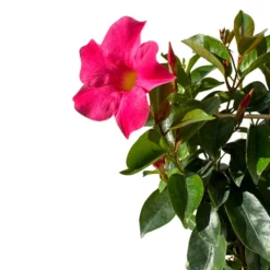 Dipladenia Espaldera O Piramidal Planta Con Flor De Exterior Maceta De 17cm