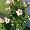 Dipladenia Maceta 60 CM