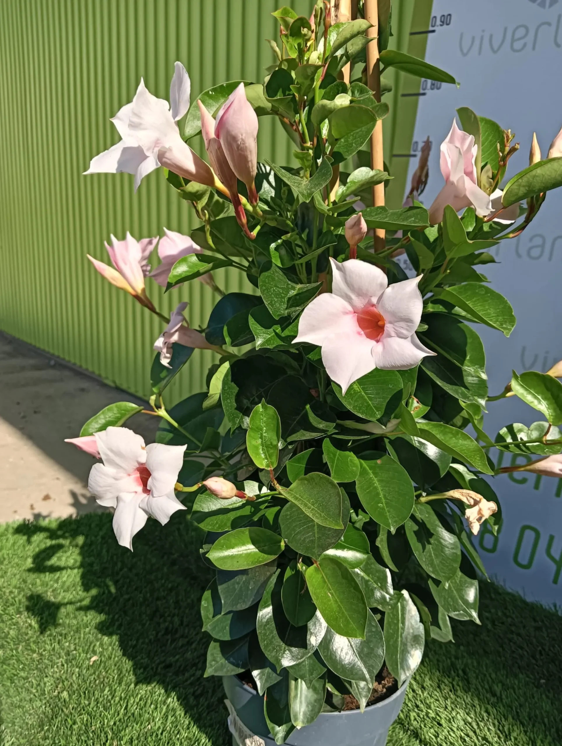 Dipladenia Maceta 60 CM