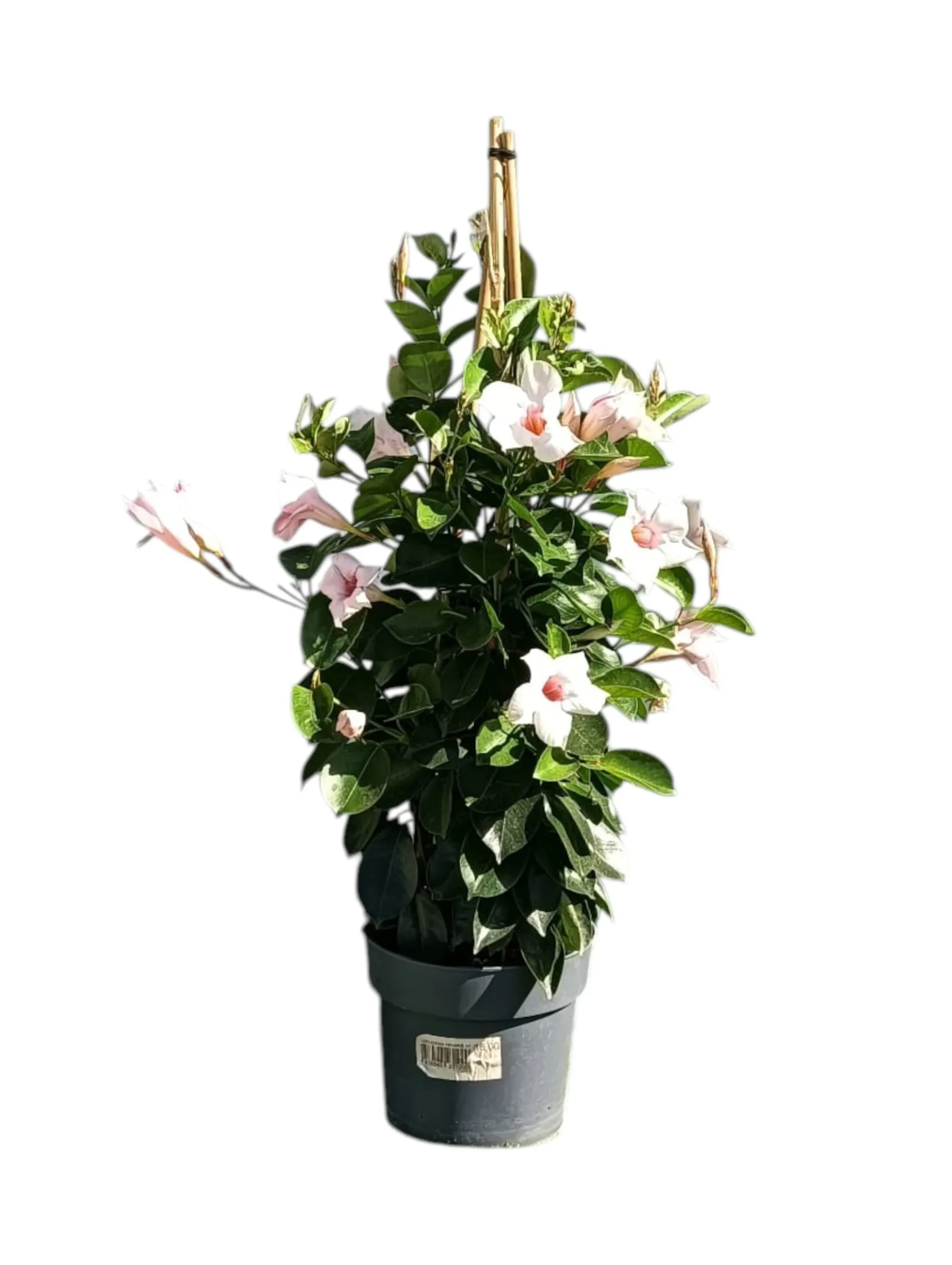 Dipladenia Maceta 60 CM