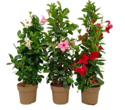 Dipladenia Piramide M23 70-80cm