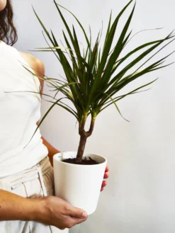 Dracaena Marginata | Altura 120cm - Diámetro 20cm
