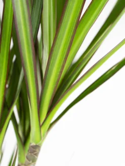 Dracaena Marginata | Altura 120cm - Diámetro 20cm