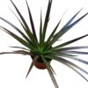 Dracaena Marginata Bicolor Roja Planta De Interior Purificante Ø9