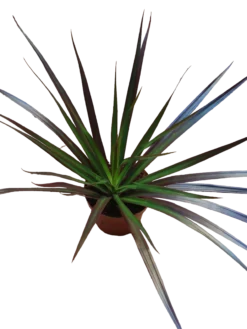 Dracaena Marginata Bicolor Roja Planta De Interior Purificante Ø9