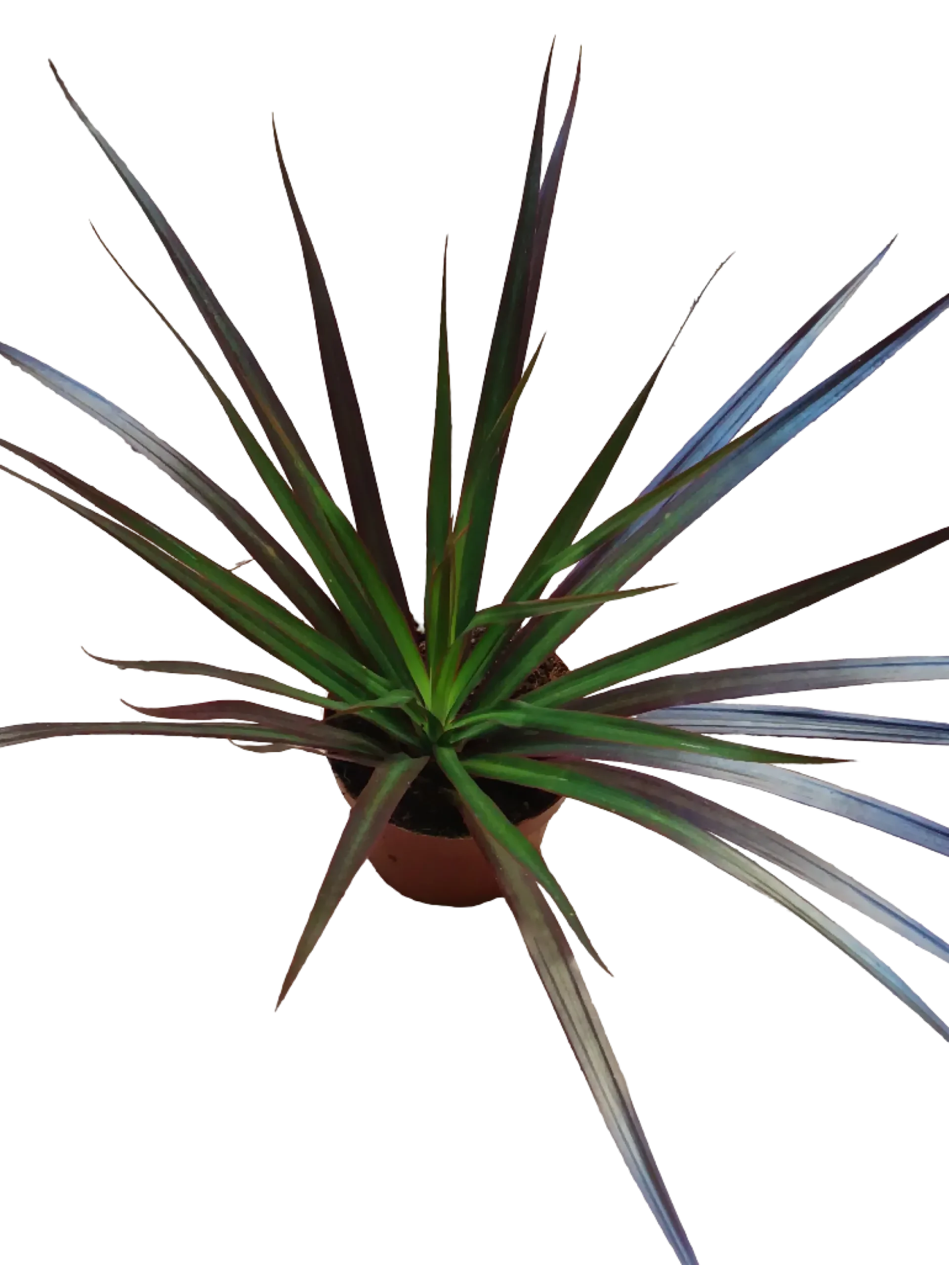 Dracaena Marginata Bicolor Roja Planta De Interior Purificante Ø9