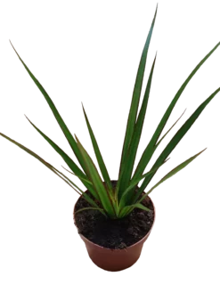 Dracaena Marginata Bicolor Verde Planta De Interior Purificante Ø9