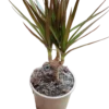 Dracaena Marginata Planta Interior