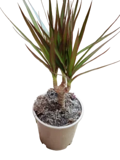 Dracaena Marginata Planta Interior