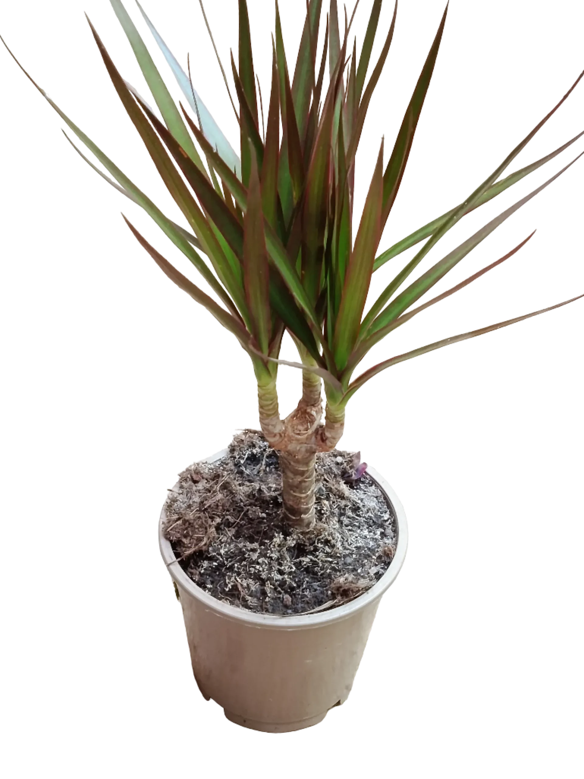 Dracaena Marginata Planta Interior