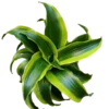 Dracaena Tornado Planta De Interior Ø12