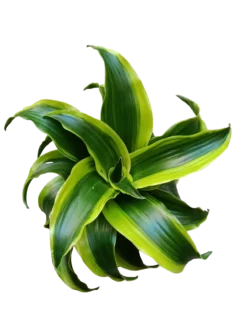 Dracaena Tornado Planta De Interior Ø12