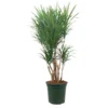 Dracena Anita Ramificada M26