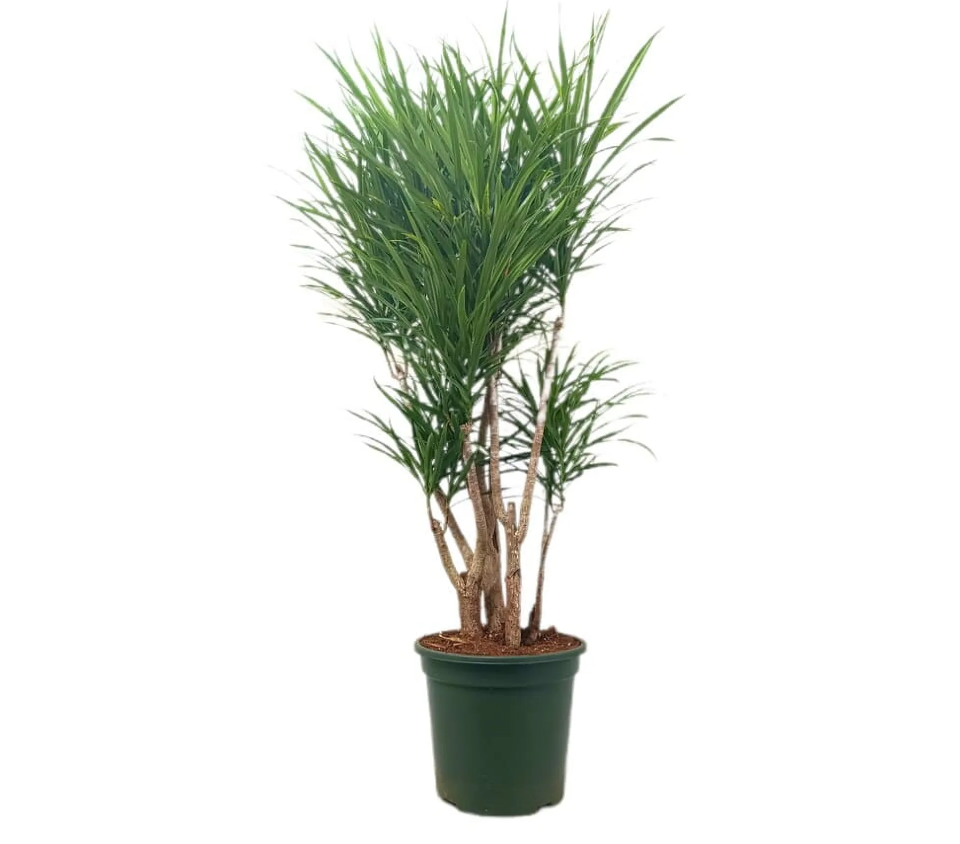 Dracena Anita Ramificada M26