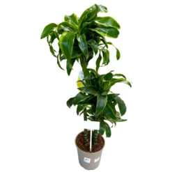 Dracena Dorada Planta De Interior (dracaena Fragrans 'massangeana') Maceta 17cm 2 Troncos 60/30