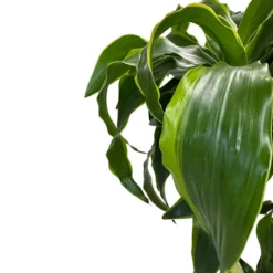Dracena Dorada Planta De Interior (dracaena Fragrans 'massangeana') Maceta 17cm 2 Troncos 60/30