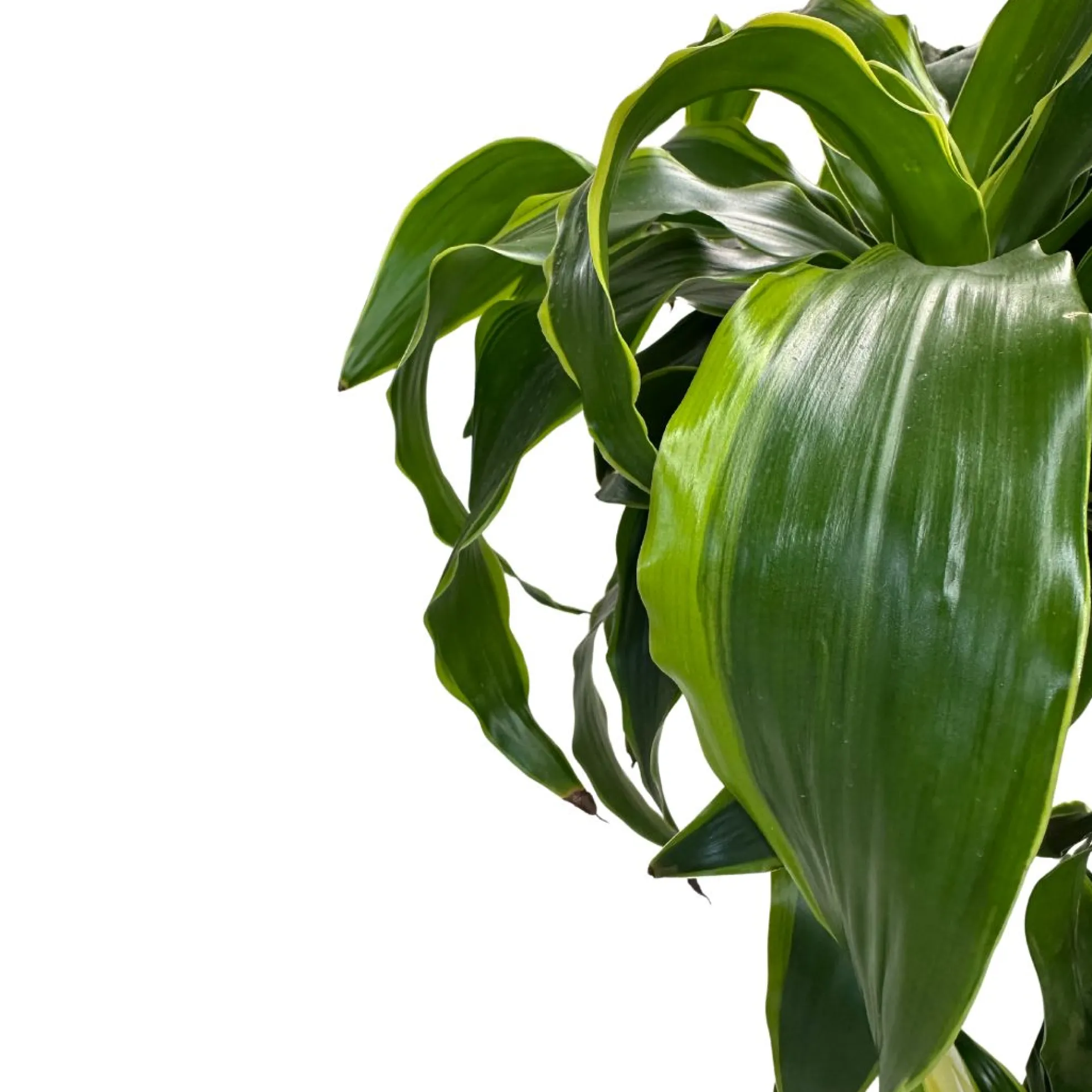 Dracena Dorada Planta De Interior (dracaena Fragrans 'massangeana') Maceta 17cm 2 Troncos 60/30