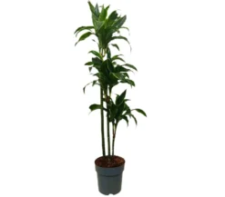Dracena Dorado 3 Troncos 90-60-30 M22 140cm