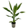 Dracena Fragans Cintho M13 35 Cm
