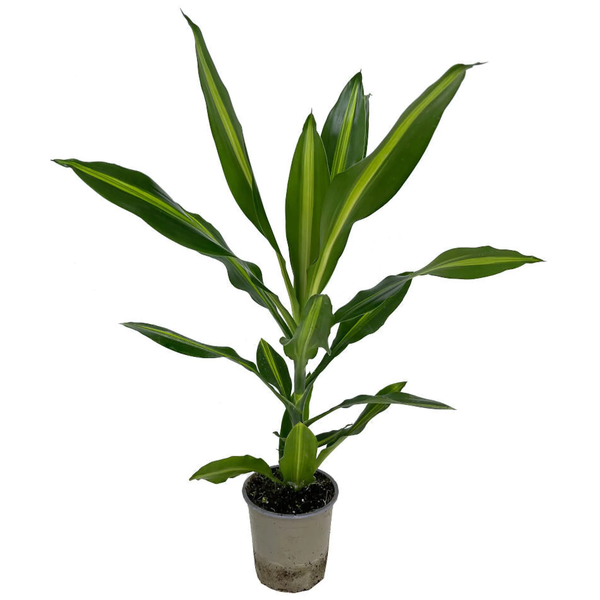 Dracena Fragans Cintho M13 35 Cm