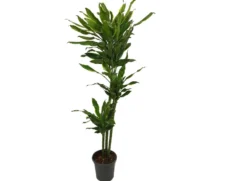 Dracena Fragans Gold Coast 3 Troncos 90-60-30 M22