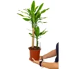Dracena Gold Coast 2 Troncos 45-15 M17 70-80cm
