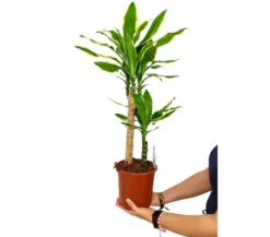Dracena Gold Coast 2 Troncos 45-15 M17 70-80cm