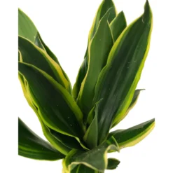 Dracena Gold Coast 2 Troncos 45-15 M17 70-80cm