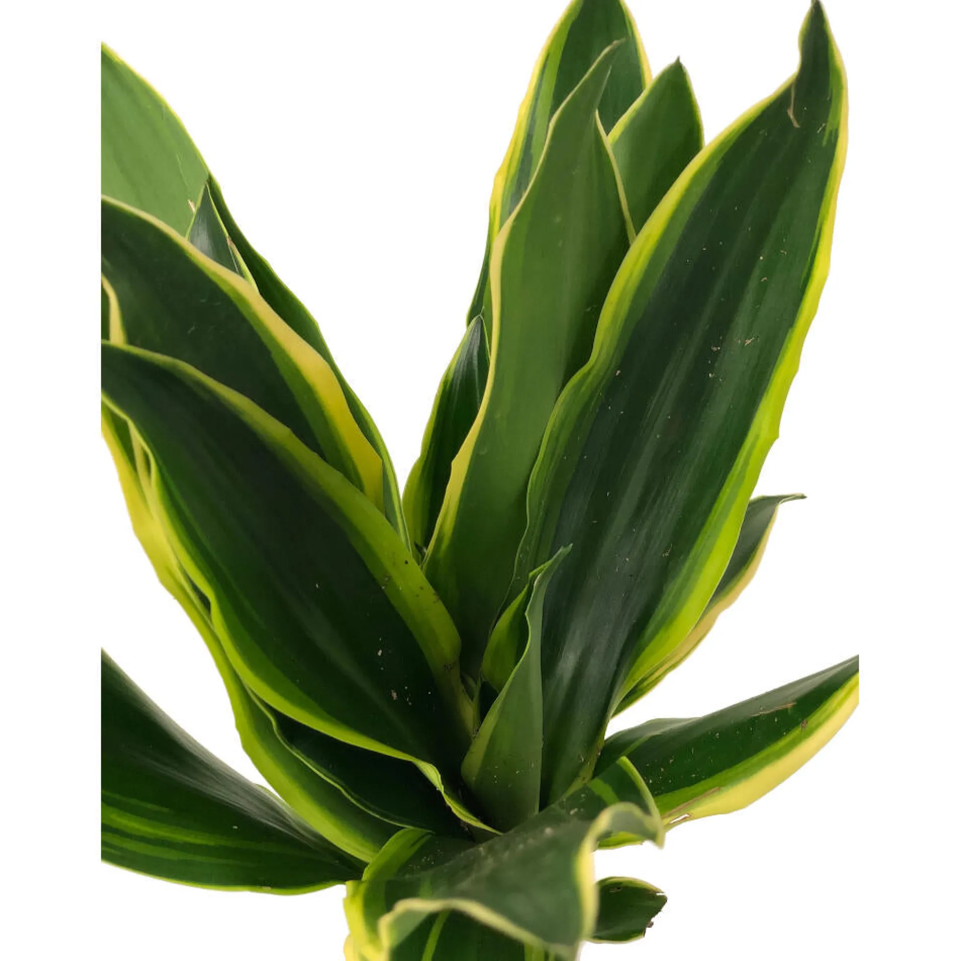 Dracena Gold Coast 2 Troncos 45-15 M17 70-80cm