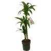 Dracena Hawaian Sunshine 3 Tallos M20 100-120cm