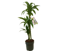 Dracena Hawaian Sunshine 3 Tallos M20 100-120cm