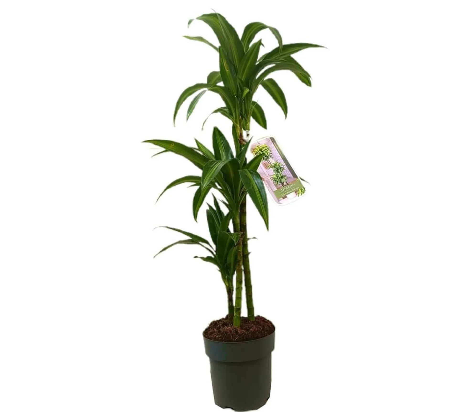 Dracena Hawaian Sunshine 3 Tallos M20 100-120cm
