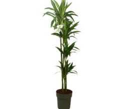 Dracena Hawaian Sunshine 4 Tallos M25 120-140cm