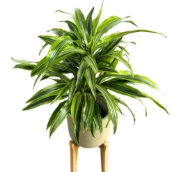 Dracena Lemon Lime 2 Troncos M17: La Planta Perfecta Para Ambientes Luminosos