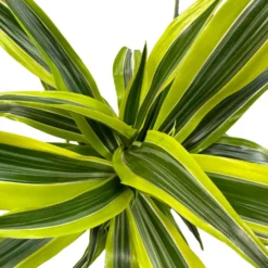 Dracena Lemon Lime 2 Troncos M17: La Planta Perfecta Para Ambientes Luminosos