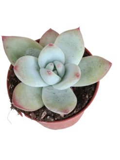 Echeveria Colorata Ø5 Planta Suculenta Natural De Sol