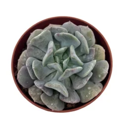Echeveria Cubic Frost Cactus Y Suculentas M8,5 cm Ø