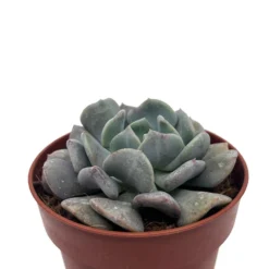Echeveria Cubic Frost Cactus Y Suculentas M8,5 cm Ø
