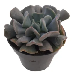 Echeveria Cubicfrost Suculenta De Hojas Heladas Para Decoración Interior