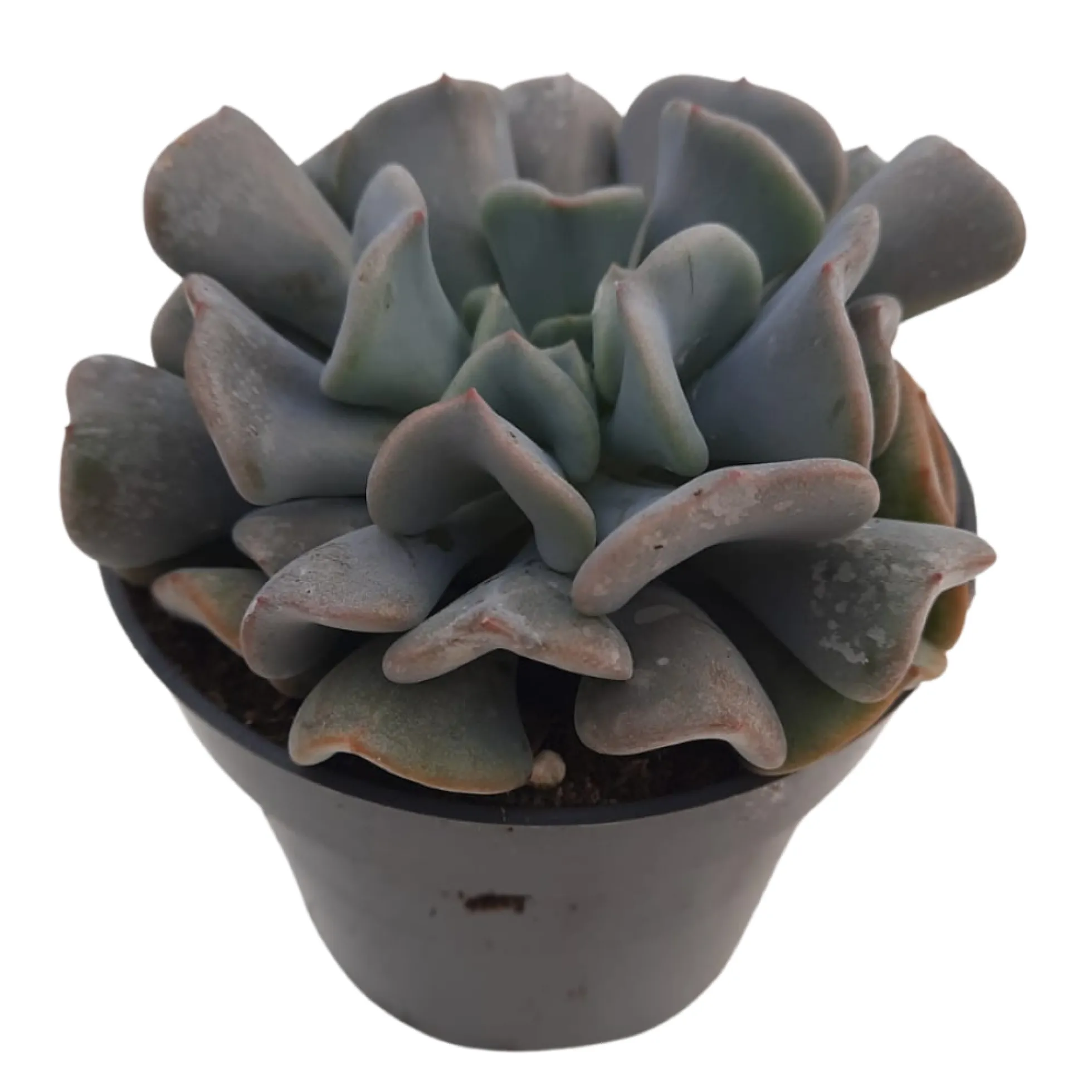 Echeveria Cubicfrost Suculenta De Hojas Heladas Para Decoración Interior