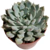 Echeveria Cuspidata X Zaragozae Planta Suculenta Natural Ø8