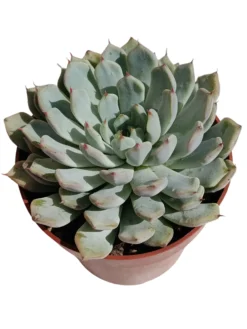 Echeveria Cuspidata X Zaragozae Planta Suculenta Natural Ø8