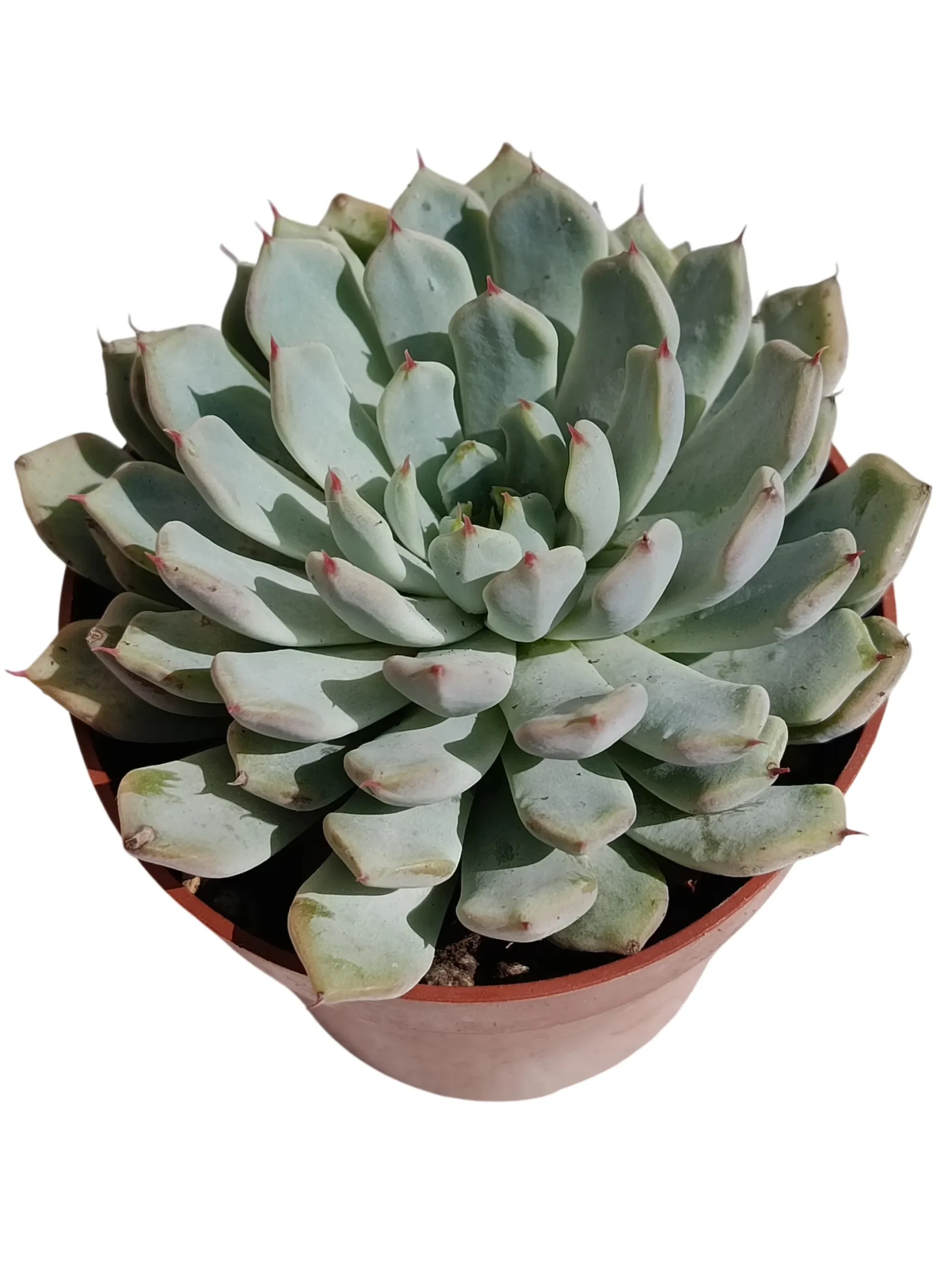Echeveria Cuspidata X Zaragozae Planta Suculenta Natural Ø8