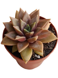 Echeveria Danika Planta Suculenta Natural Ø8