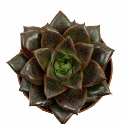 Echeveria Dionysos Cactus Y Suculentas M8,5 cm Ø