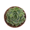 Echeveria Fabiola Cactus Y Suculentas M8,5 cm Ø