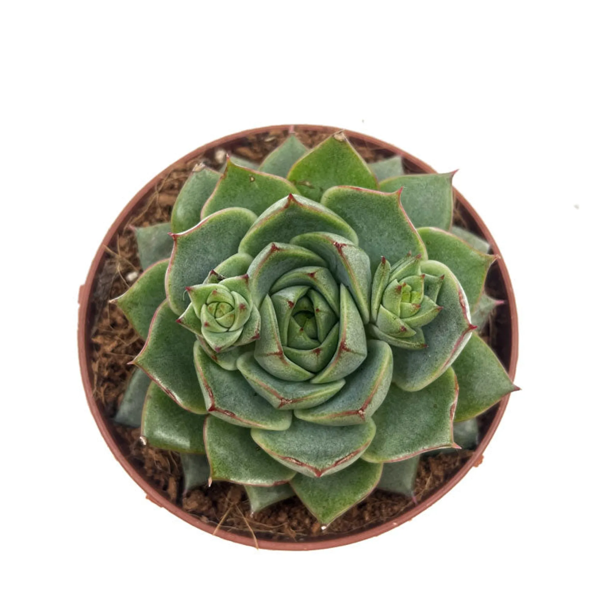 Echeveria Fabiola Cactus Y Suculentas M8,5 cm Ø
